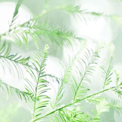 曙光骑士团百度版